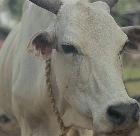 Cow in India