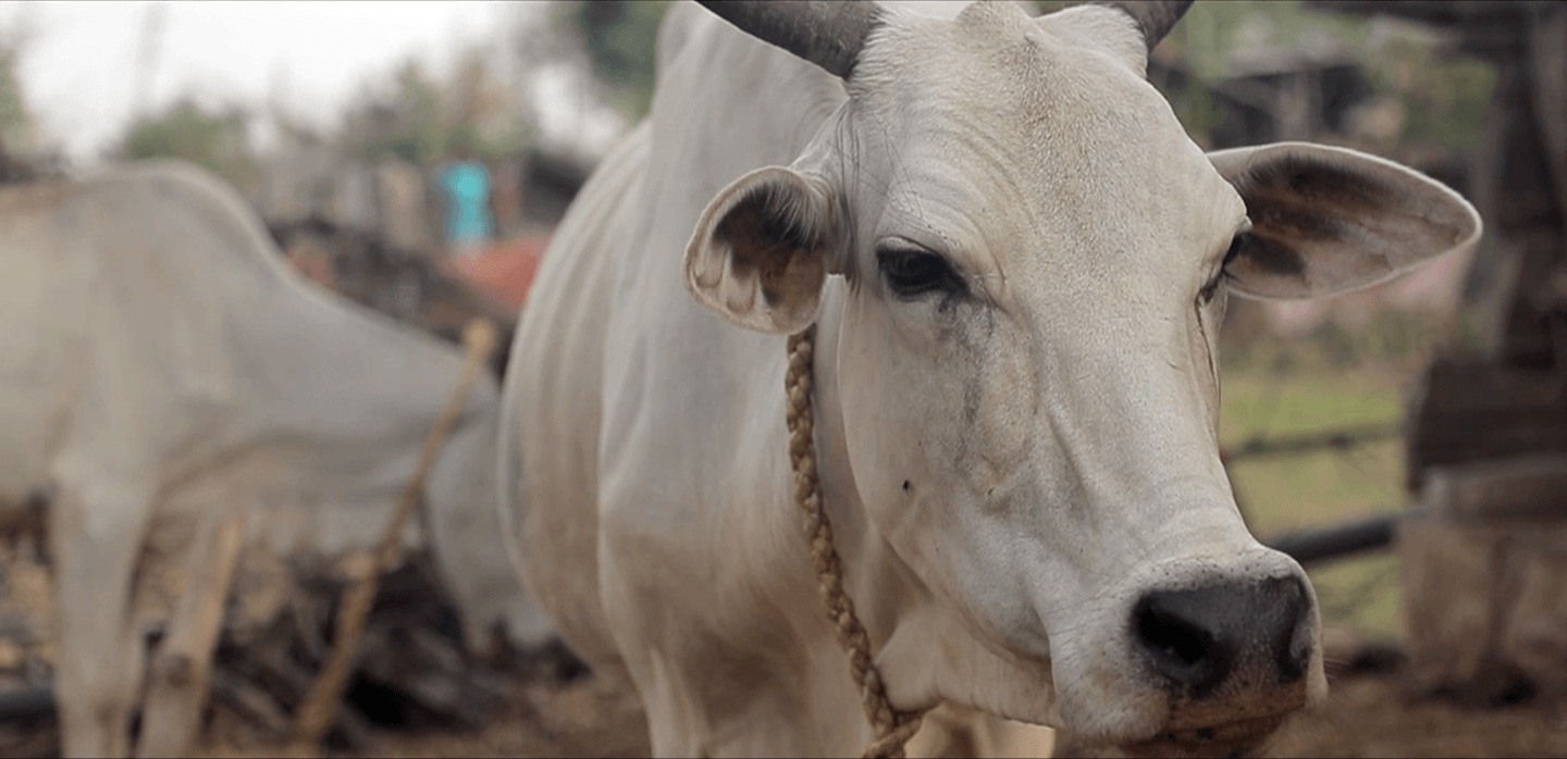 Cow in India